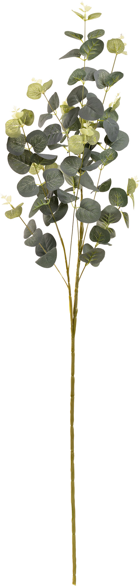 FLORAL: EUCALYPTUS STEM FROSTED MID GREEN